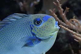 魚(yú),關(guān)閉,肖像