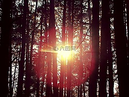 太陽,森林,樹木