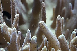珊瑚,礁,關(guān)閉