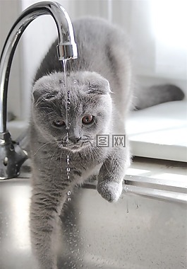 動物,國內(nèi)的貓,水