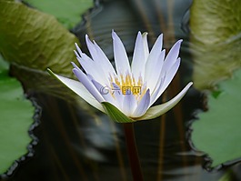 睡莲,开花,白