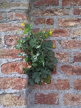 墻花,活,力