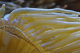 ?？?水下,海