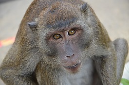 猴,野生,動物