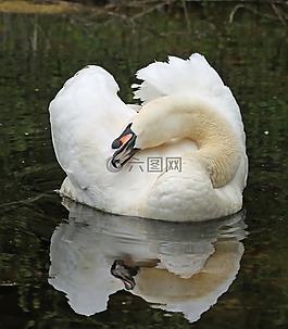 天鵝,反思,水
