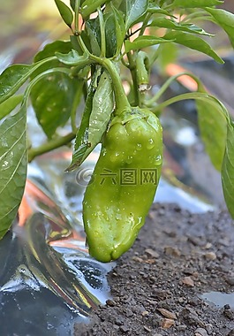 chiltoma,綠色,尼加拉瓜