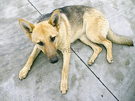德國(guó)牧羊犬,狗,小狗