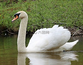 天鵝,水,鳥(niǎo)