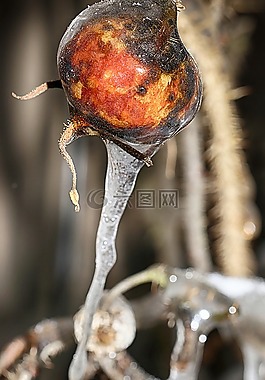 玫瑰果,冰柱,自然