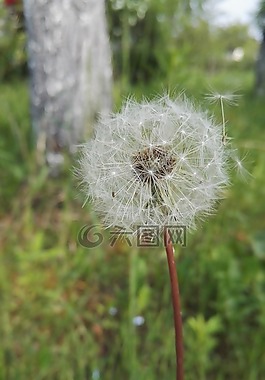 蒲公英,春,夏天