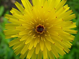 花花園,宏,黃色