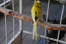 andulka,鳥(niǎo),小鳥(niǎo)