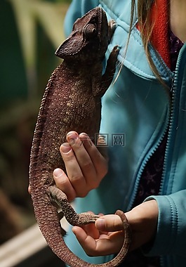 變色龍,動物保健,喜歡動物