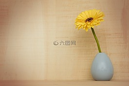 非洲菊花卉,自然,桌面