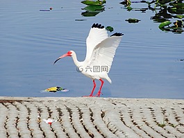 鳥,白,起重機