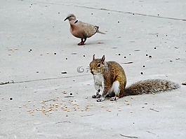 松鼠,滅鼠,動物