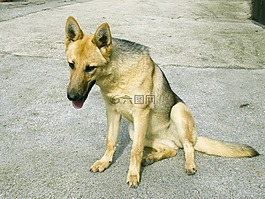 狗,動物,小狗