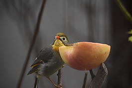 鳥類,動(dòng)物,蘋果