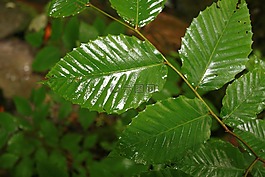 葉子,濕,雨