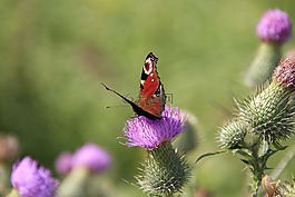 蝴蝶,夏季,花