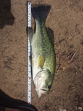 魚,措施,釣魚