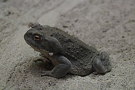 蟾蜍,常見(jiàn)的蟾蜍,動(dòng)物