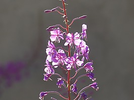 epilobium 狹葉蘭,花,開花