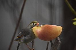 鳥類,動(dòng)物,蘋果