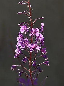 epilobium 狹葉蘭,花,開花