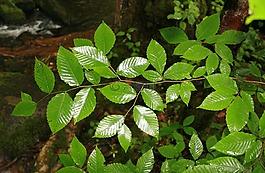 葉子,綠色,濕