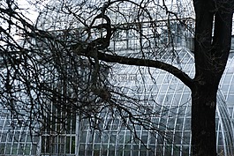 樹,植物園,結(jié)構(gòu)