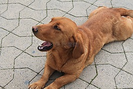 狗,動物,臘腸狗