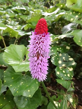 夏天,鲜花,花园