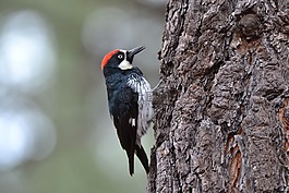 啄木鳥(niǎo),鳥(niǎo),觀鳥(niǎo)