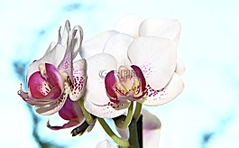 蘭花,鮮花,花