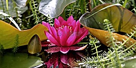 睡蓮,獨(dú)獨(dú)黃,水生植物