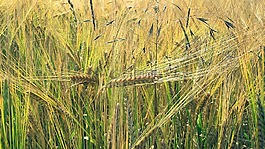 麦田,大麦,粮农