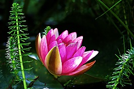 睡蓮,獨獨黃,水生植物