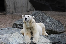 白熊,動物,動物園