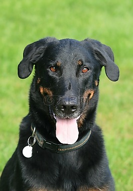 beauceron,狗,動(dòng)物