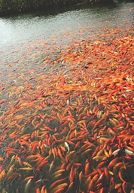 錦鯉魚(yú),魚(yú),池