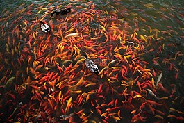 錦鯉魚(yú),魚(yú),池