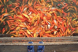 錦鯉魚(yú),魚(yú),池