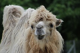 動物,駱駝,自然