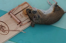 動物,鼠標,nager