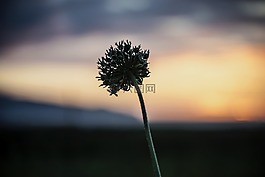 日落,花卉,天空