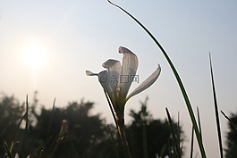 陽光,花朵,堅強