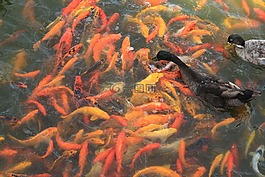 錦鯉魚,魚,池