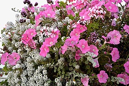 鮮花,鍋,jardiniere