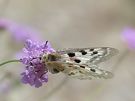 阿波罗,蝴蝶,apollofalter
